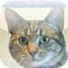 Ask Alex Cat